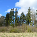 Galinių piliakalnis