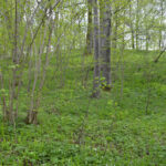 Karklėnalių piliakalnis