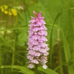 Višakio slėnio botaninis draustinis