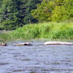 Akmenys „Trys broliai“