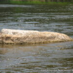 Akmuo „Karvutė“