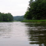 Purvės rėva