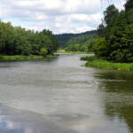 Purvės rėva