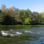 Purvės rėva