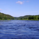 Purvės rėva