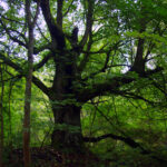 Senoji Popų kaimo liepa