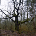 Senoji Popų kaimo liepa