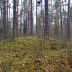 Popų Vingelių pilkapynas