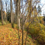 Grabijolų pažintinis takas