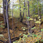 Grabijolų pažintinis takas