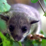 Dūkštos pažintinis takas