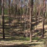 Vilkų duobė