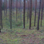 Vilkų duobė