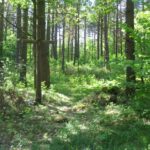 Senosios Geležių-Antakalnių kaimo kapinaitės
