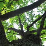 Karmazinų pažintinis takas