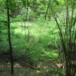 Pylimų įgriuva