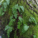 Saidės pažintinis takas