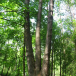 Trikamienė pušis