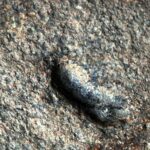 Šaltinis: ©infokelme.lt