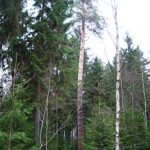 Šaltinis:@kaunorajonas.lt