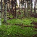 Šaltinis:©infokelme.lt