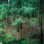 Šaltinis:©infokelme.lt