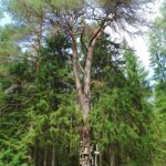 Šaltinis:©infokelme.lt