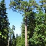 Šaltinis:©infokelme.lt