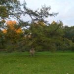 Stirniškių kurilinis maumedis